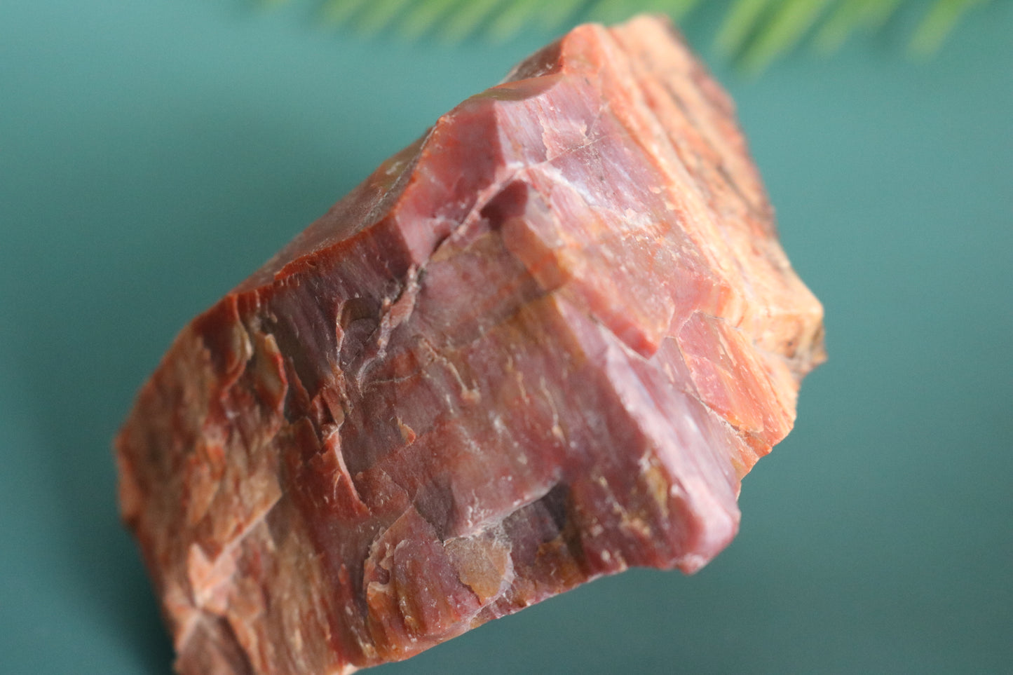 Petrified Wood
