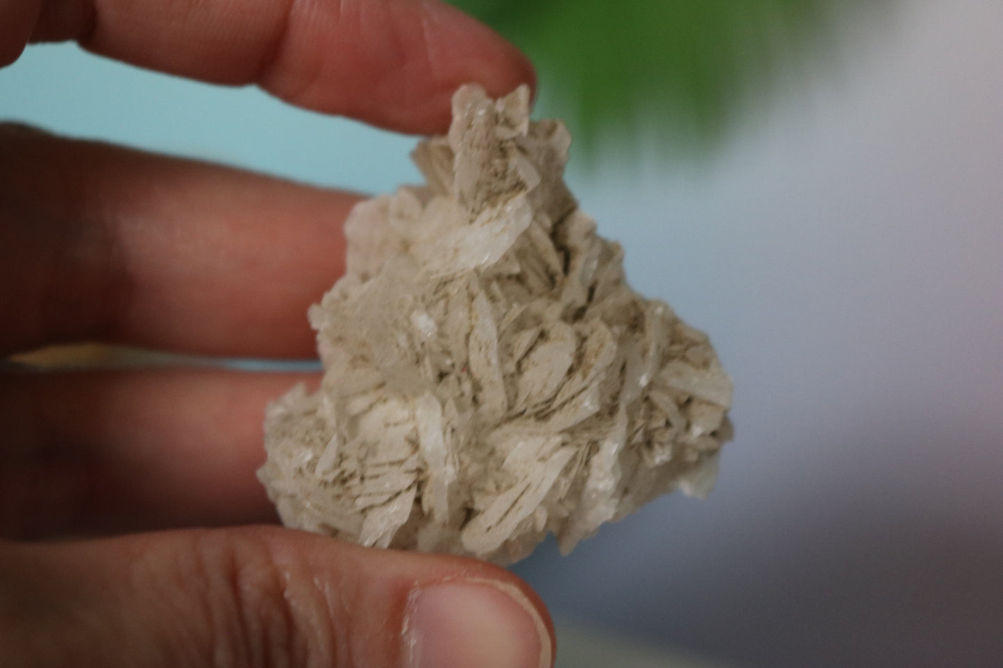 Selenite Rose, white selenite, dessert rose selenite