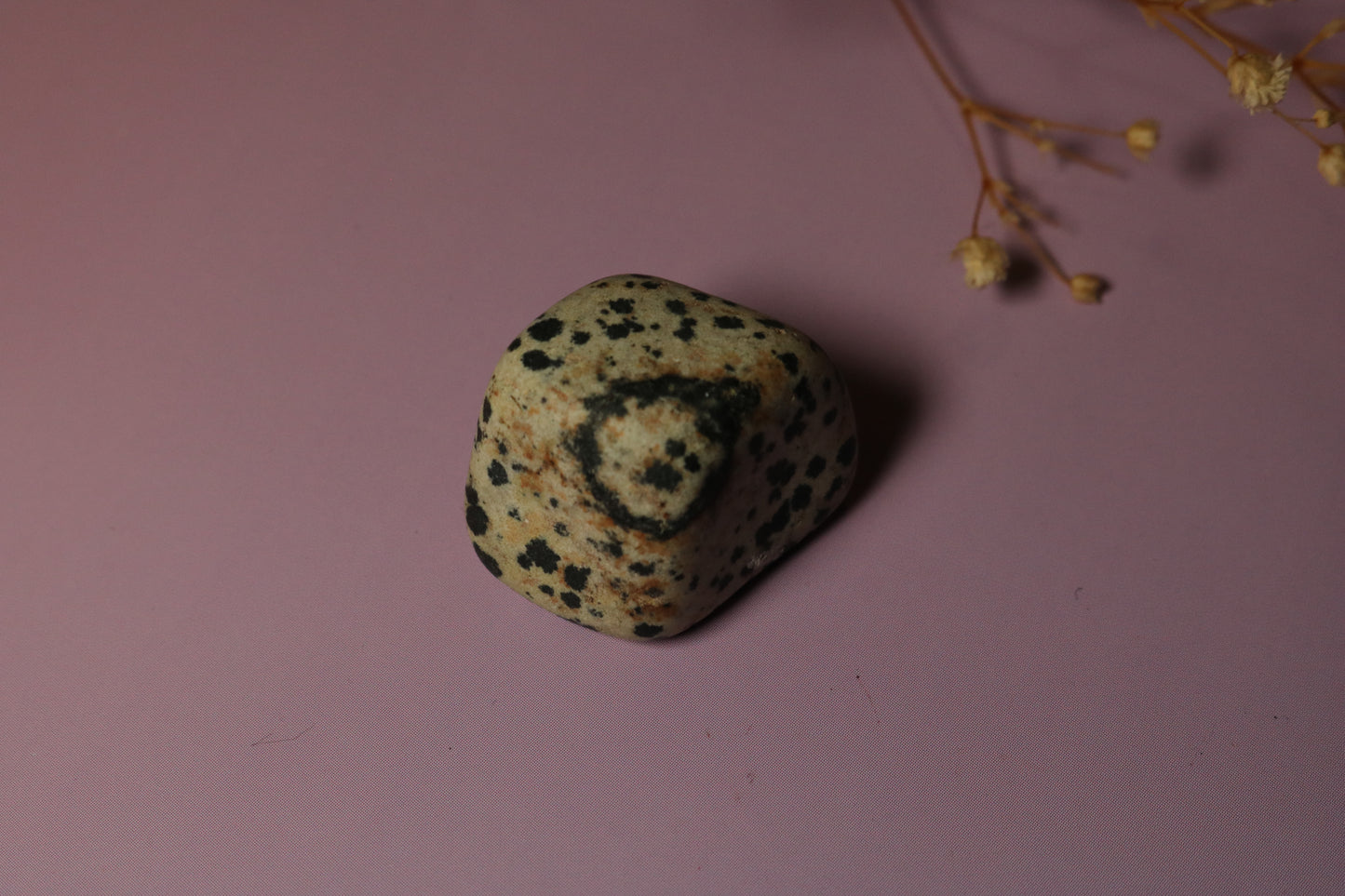 PARTY GHOST DALMATION JASPER PEBBLE