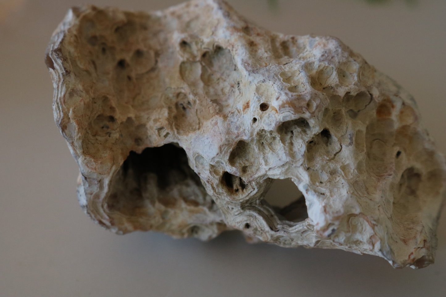 FOSSILIZED CORAL - TAMPA BAY, FL