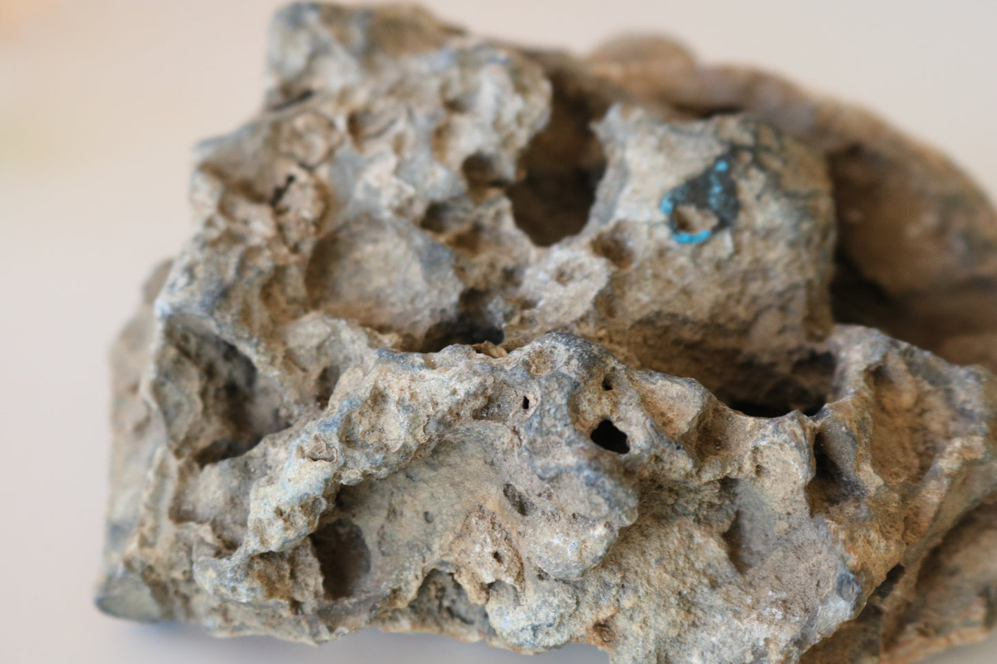 FOSSILIZED CORAL - TAMPA BAY, FL BUBBLES