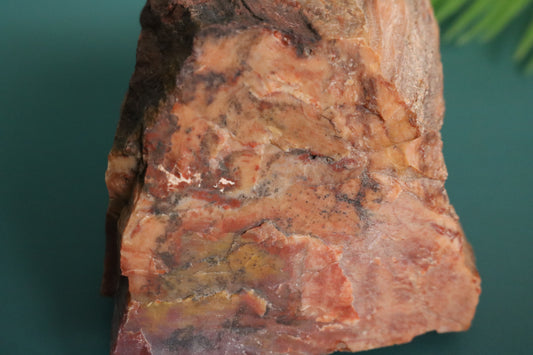 Petrified Wood