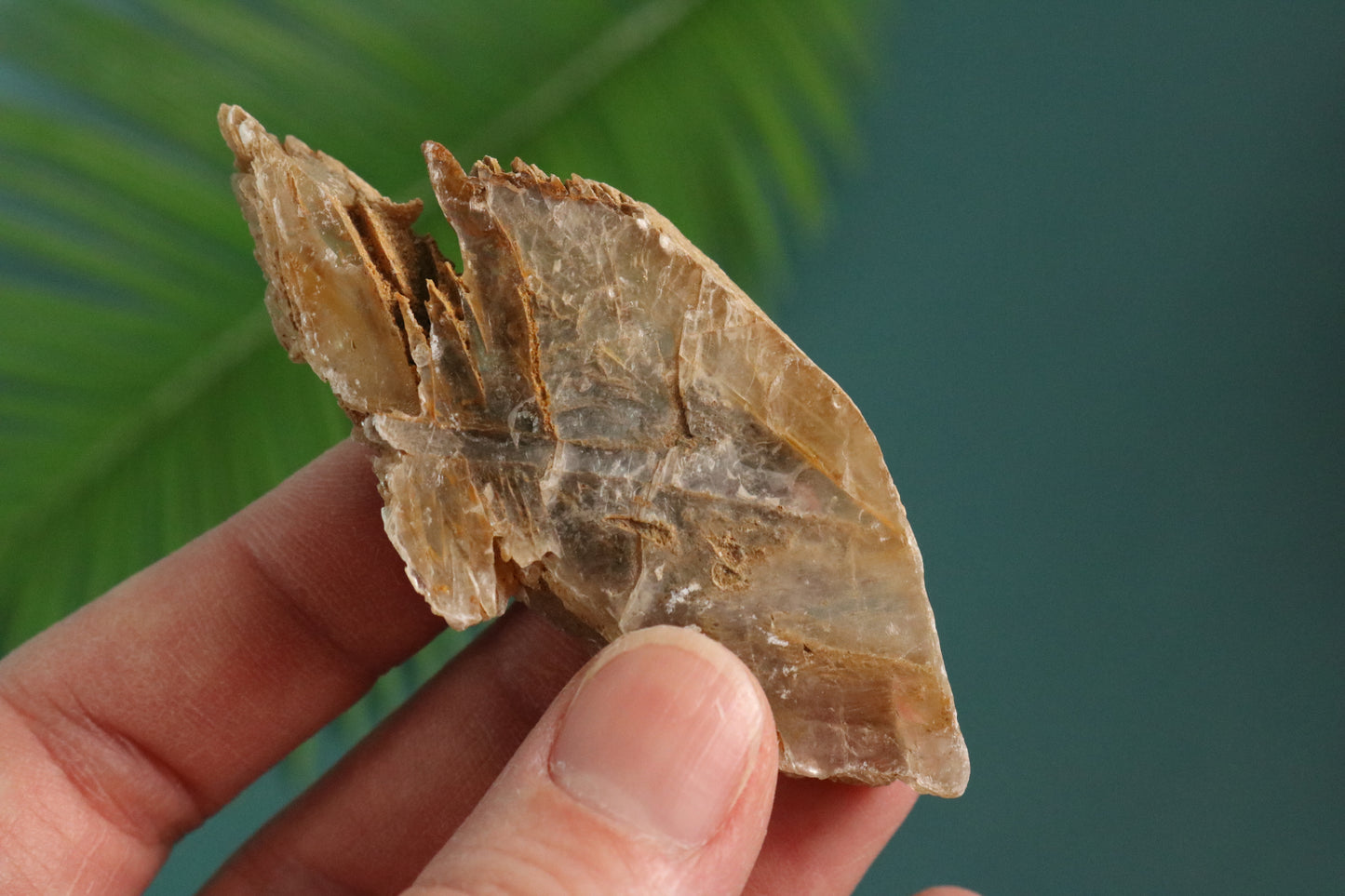 Selenite, natural from Mexico 2