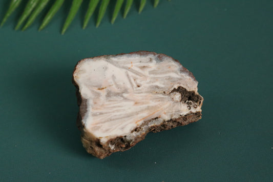 AGATE NODULE - PISCES OASIS COLLECTION