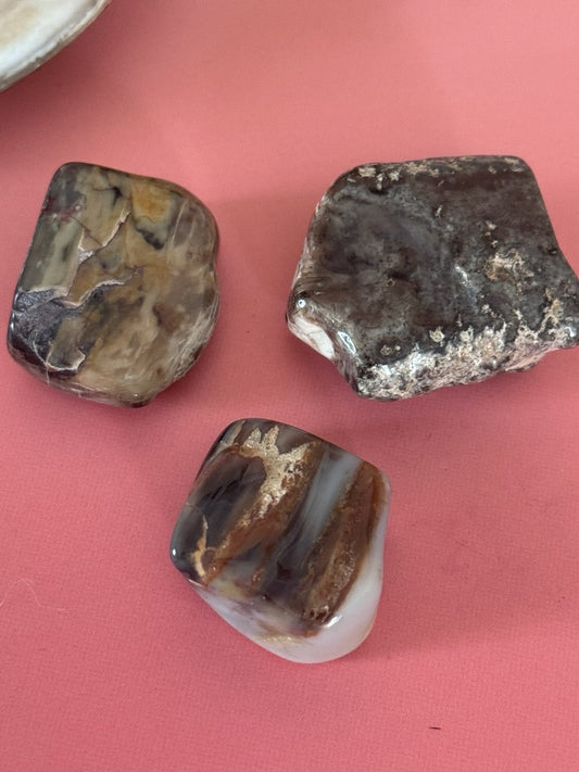 Petrified Wood, tumbled