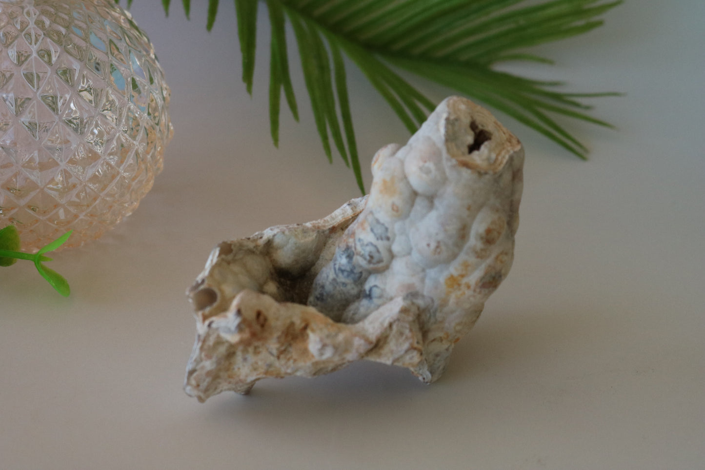 FOSSILIZED CORAL - TAMPA BAY, FL