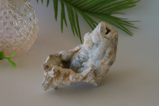 FOSSILIZED CORAL - TAMPA BAY, FL