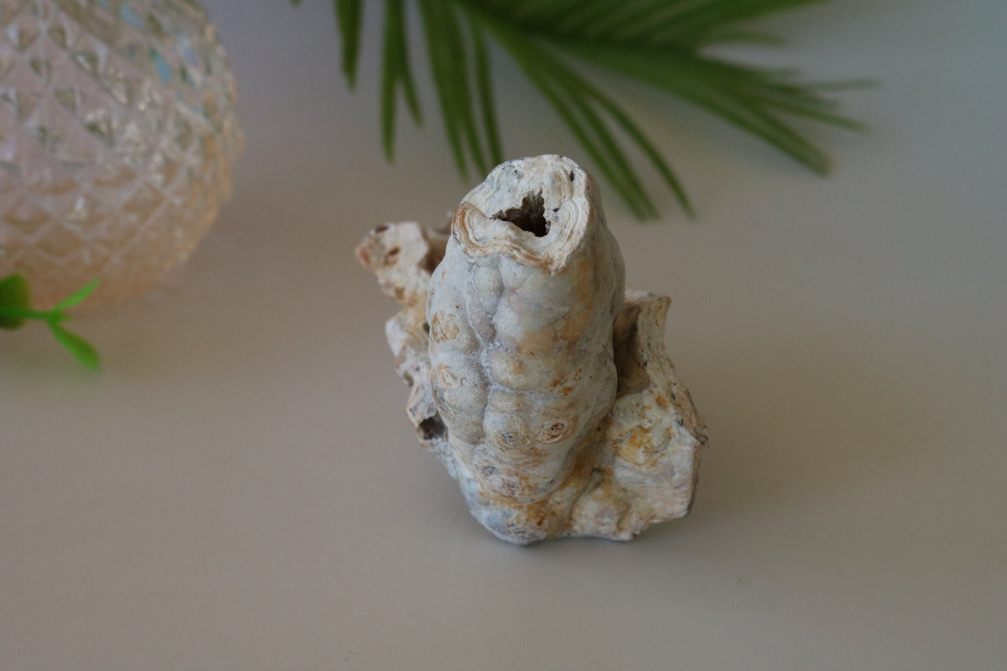FOSSILIZED CORAL - TAMPA BAY, FL