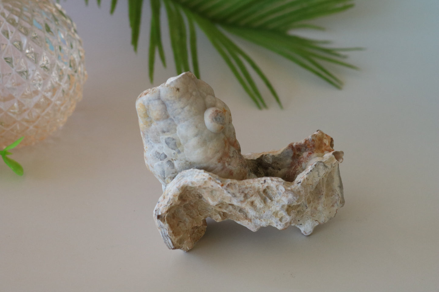 FOSSILIZED CORAL - TAMPA BAY, FL