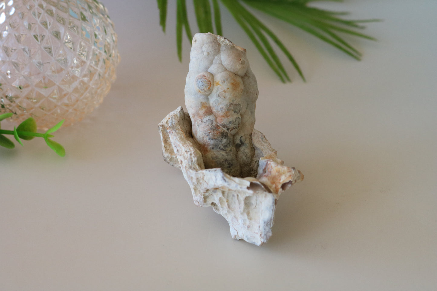 FOSSILIZED CORAL - TAMPA BAY, FL