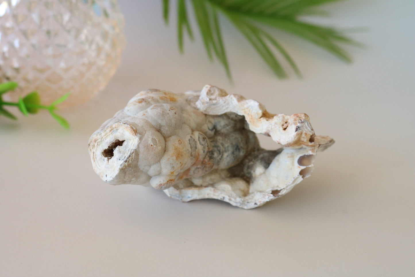 FOSSILIZED CORAL - TAMPA BAY, FL