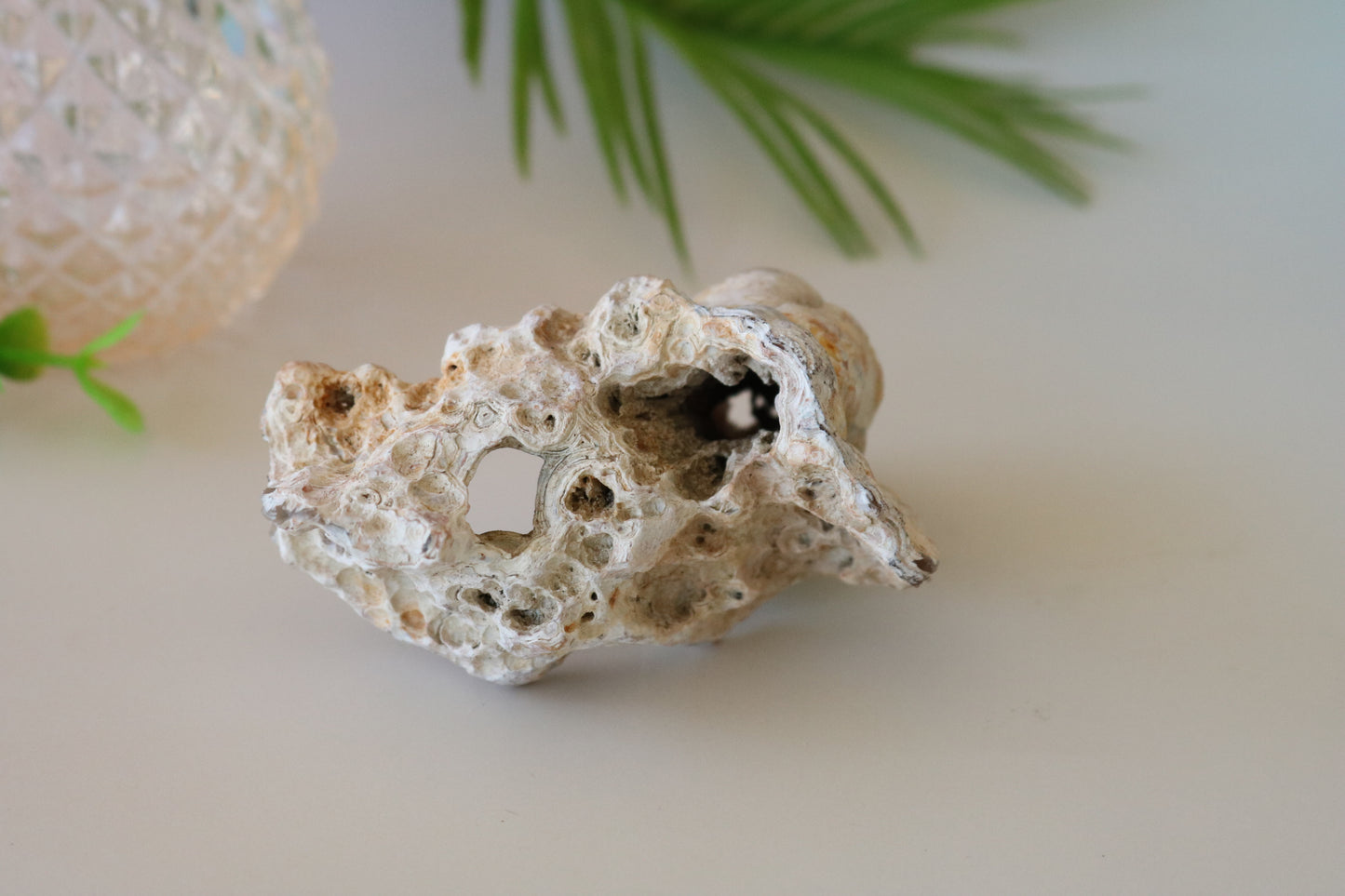 FOSSILIZED CORAL - TAMPA BAY, FL