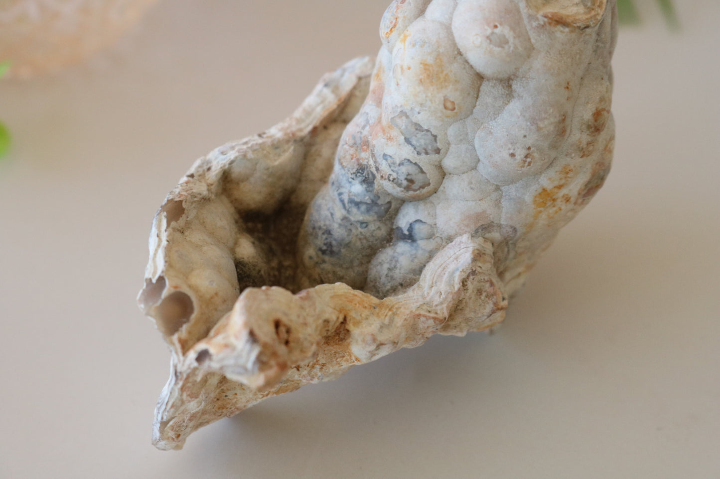 FOSSILIZED CORAL - TAMPA BAY, FL