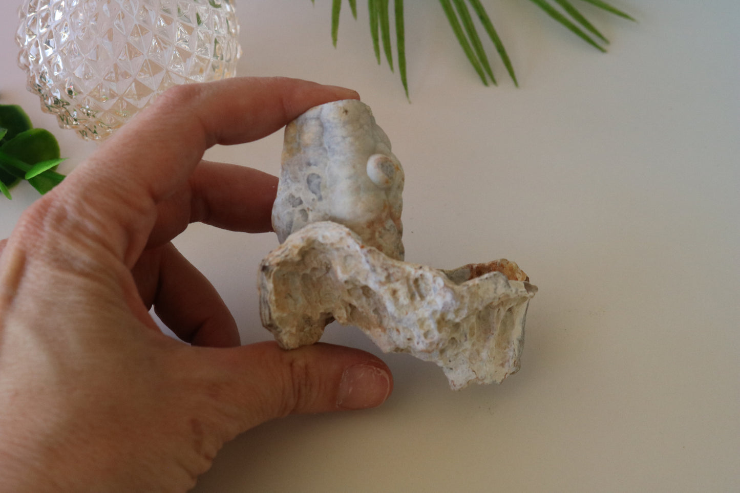 FOSSILIZED CORAL - TAMPA BAY, FL