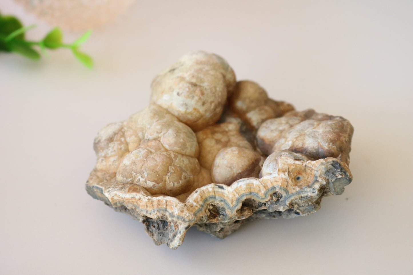 FOSSILIZED CORAL - TAMPA BAY, FL BUBBLES