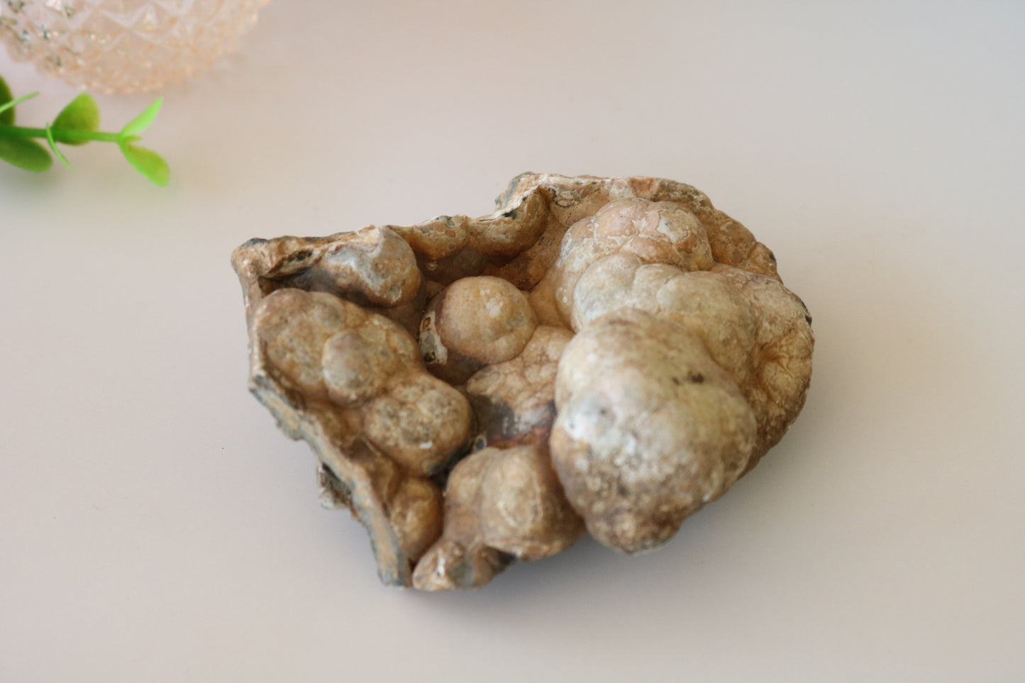 FOSSILIZED CORAL - TAMPA BAY, FL BUBBLES