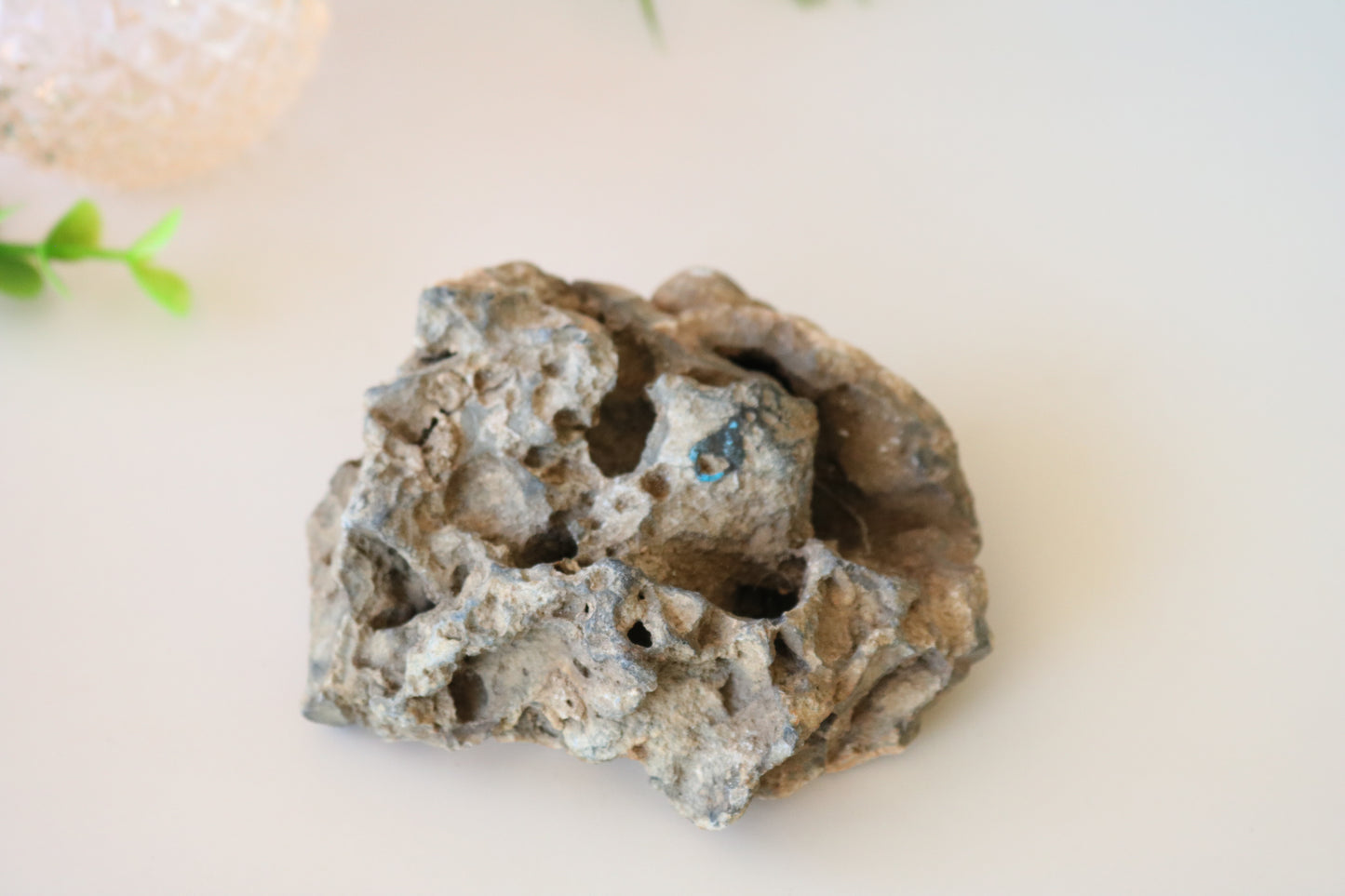 FOSSILIZED CORAL - TAMPA BAY, FL BUBBLES