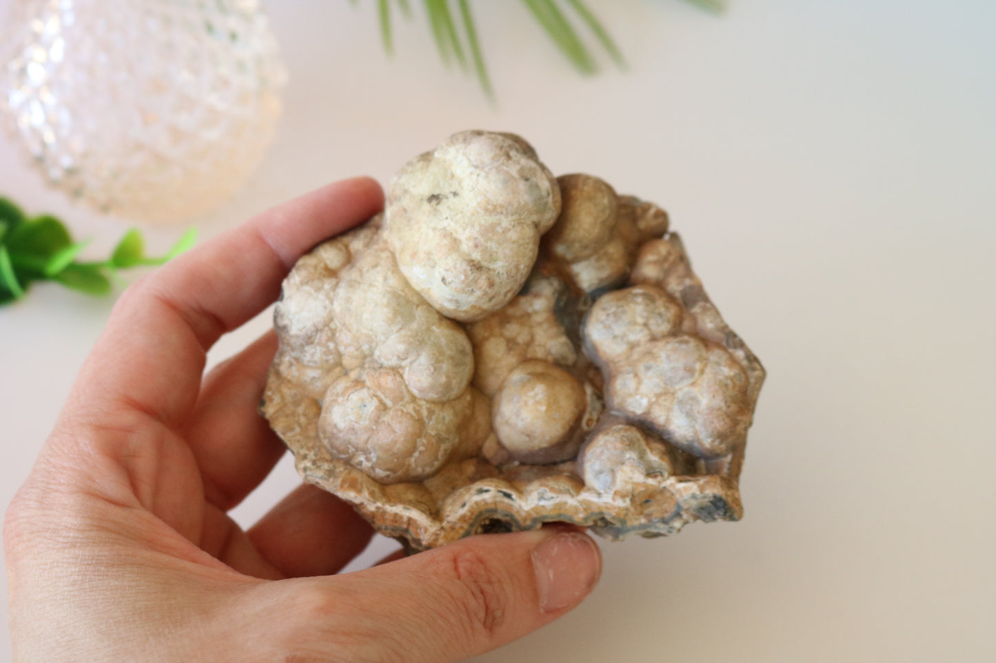 FOSSILIZED CORAL - TAMPA BAY, FL BUBBLES