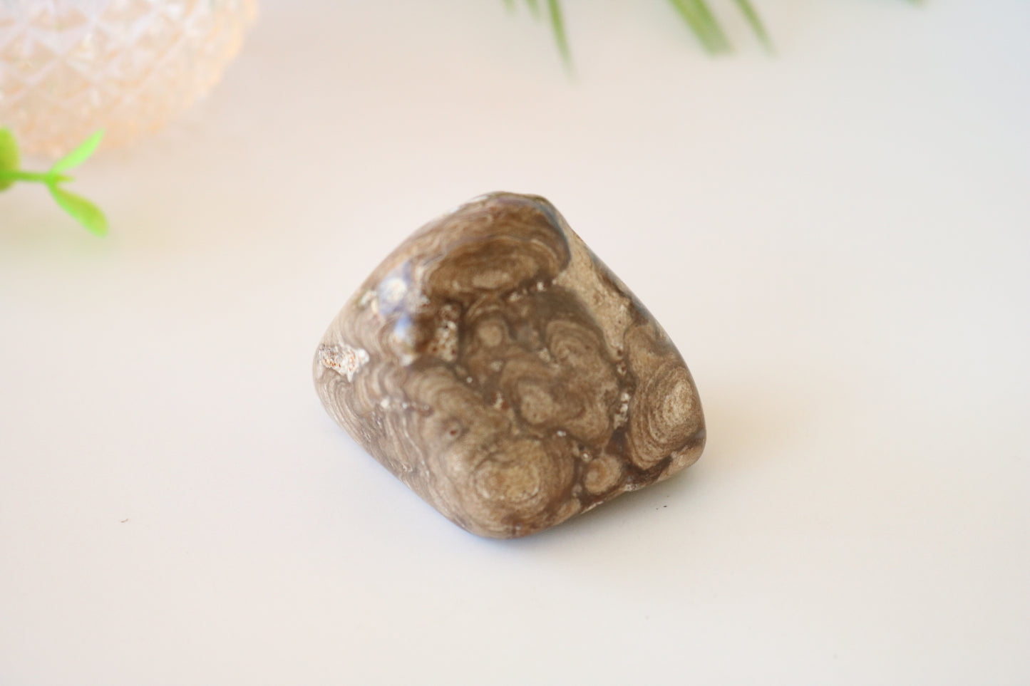 STROMATOLITE POLISHED PALM STONE