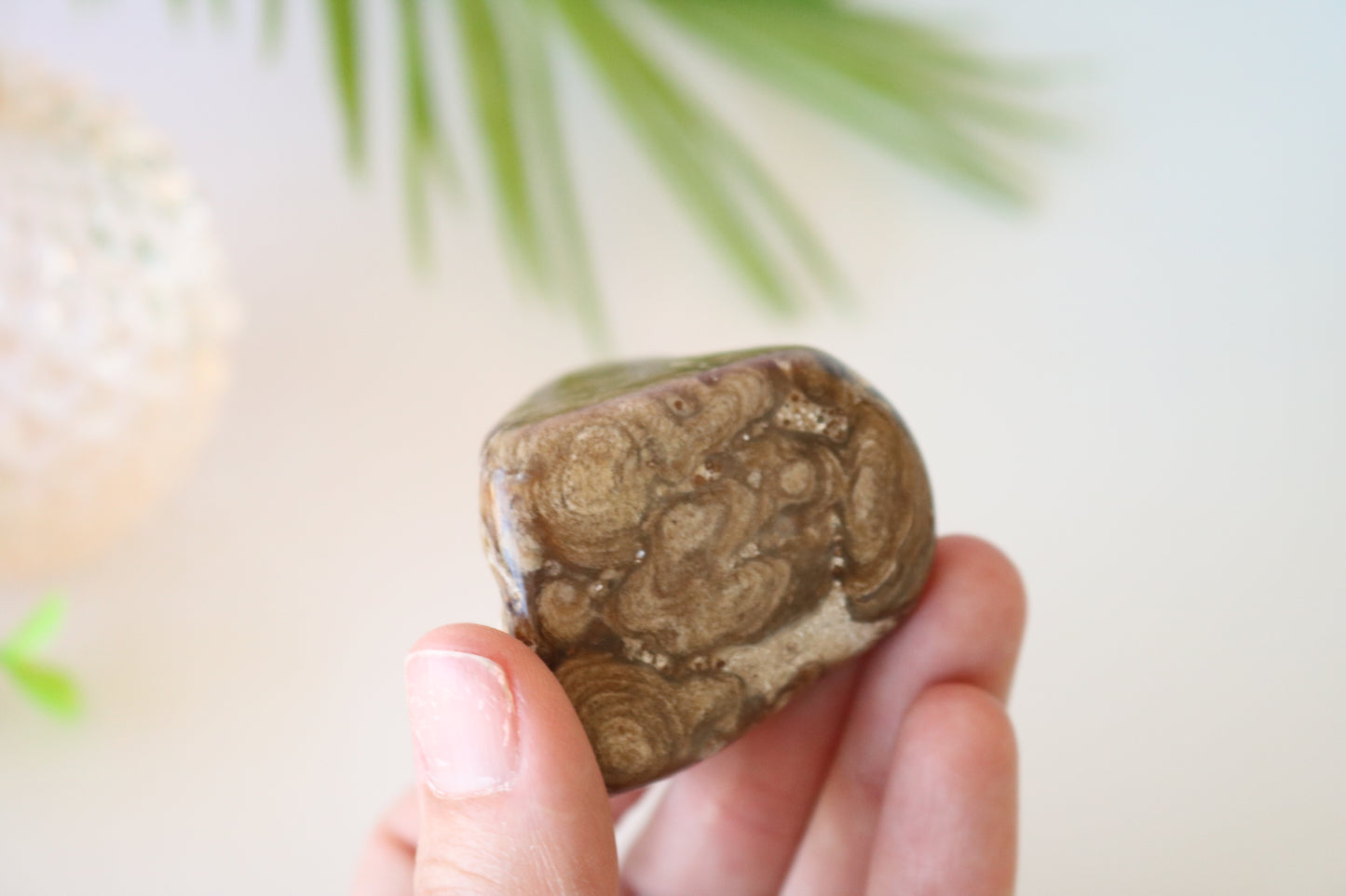 STROMATOLITE POLISHED PALM STONE