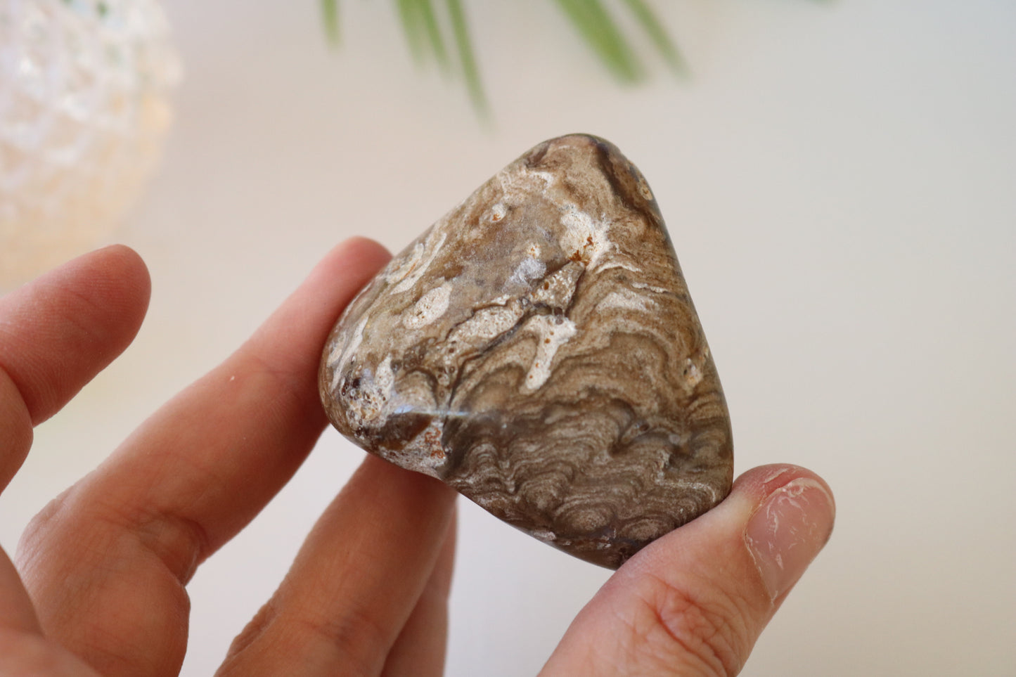 STROMATOLITE POLISHED PALM STONE