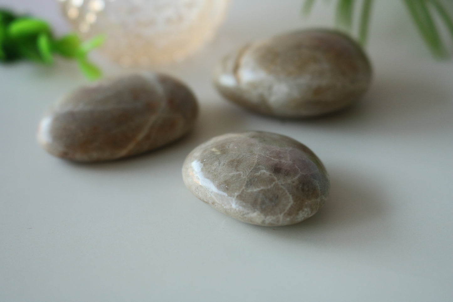 PETOSKEY PALM STONE