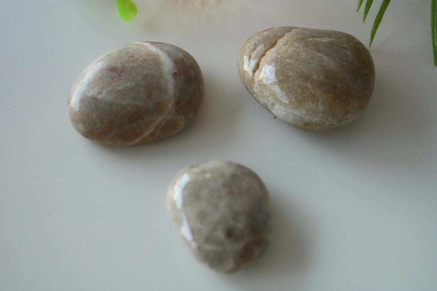 PETOSKEY PALM STONE