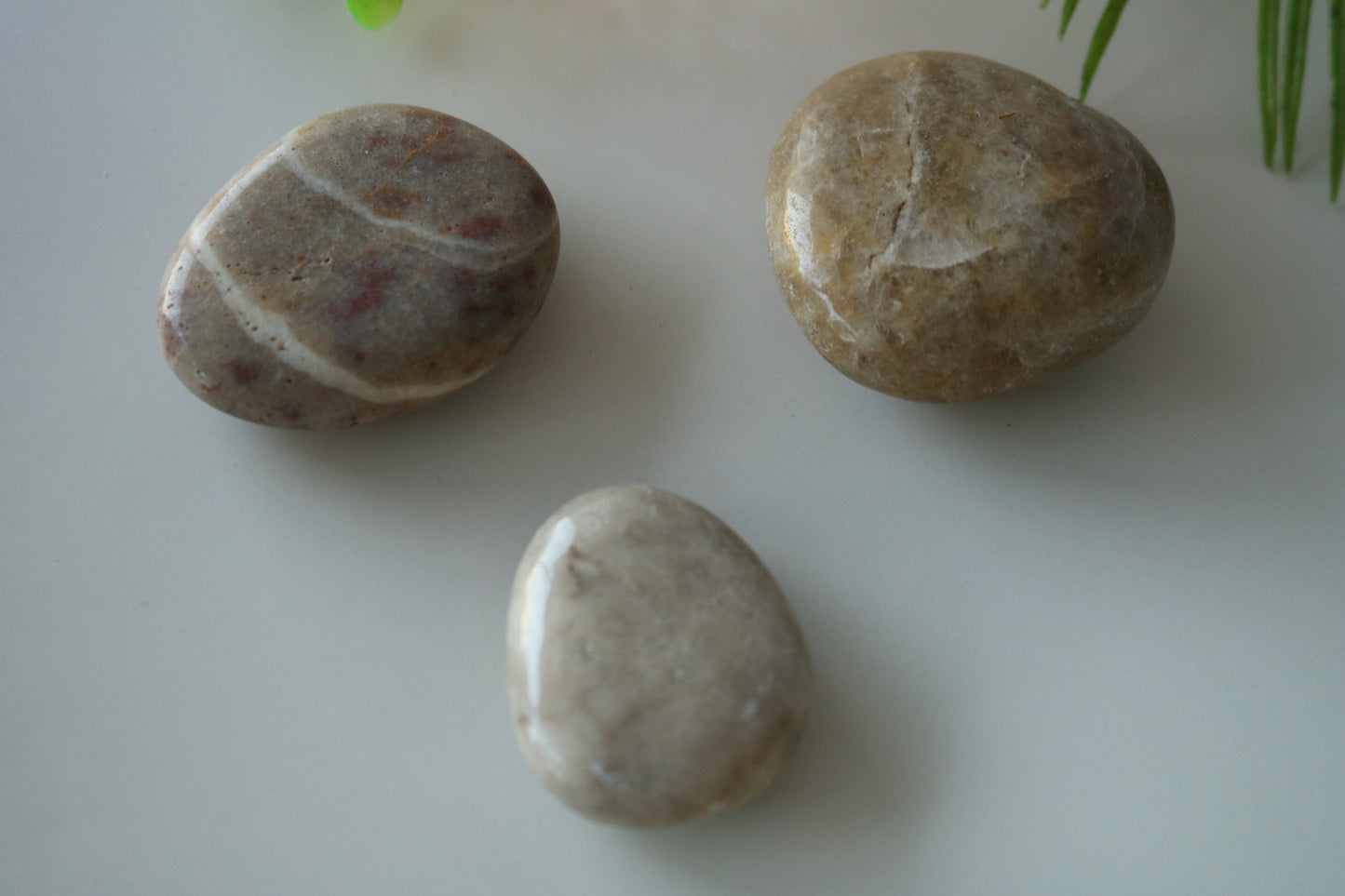 PETOSKEY PALM STONE
