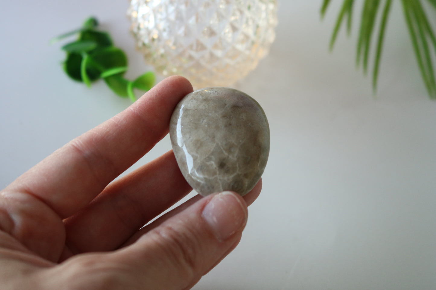 PETOSKEY PALM STONE