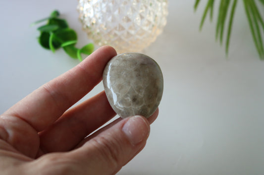 PETOSKEY PALM STONE