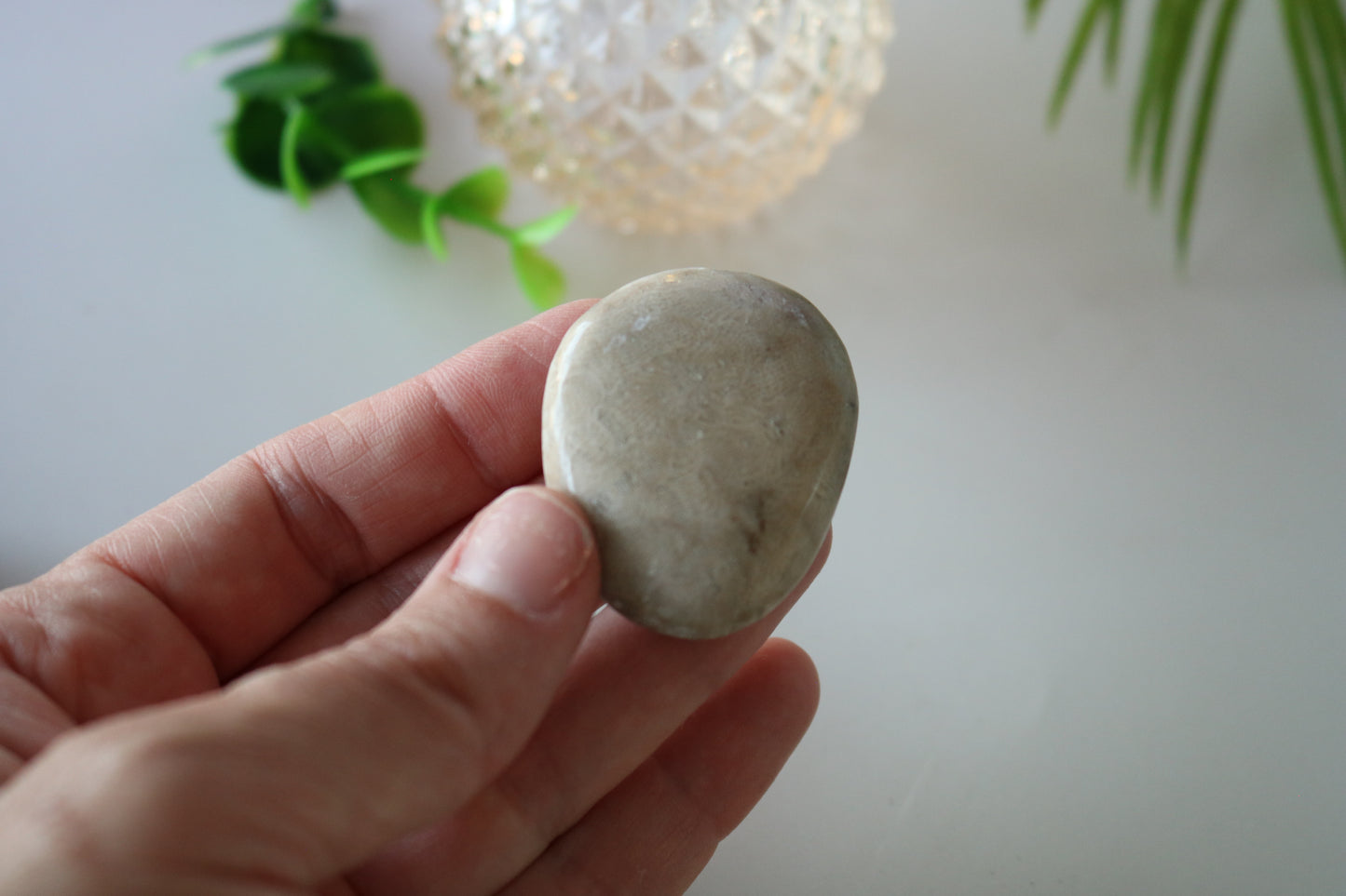 PETOSKEY PALM STONE